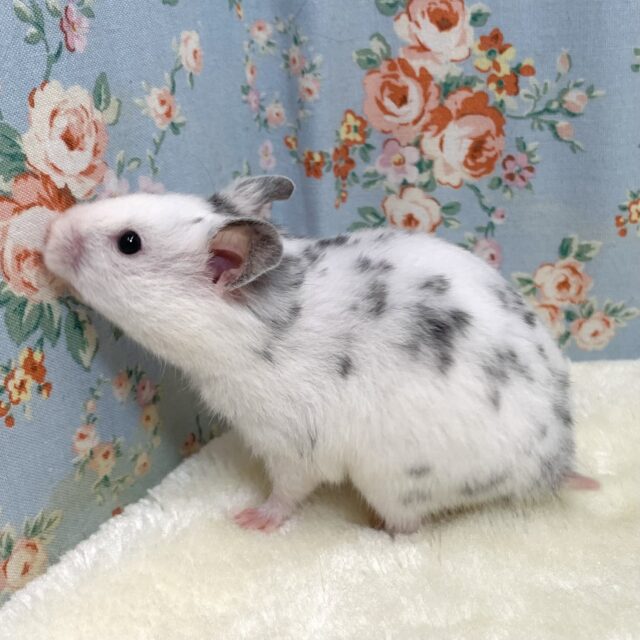 ゴールデンハムスター