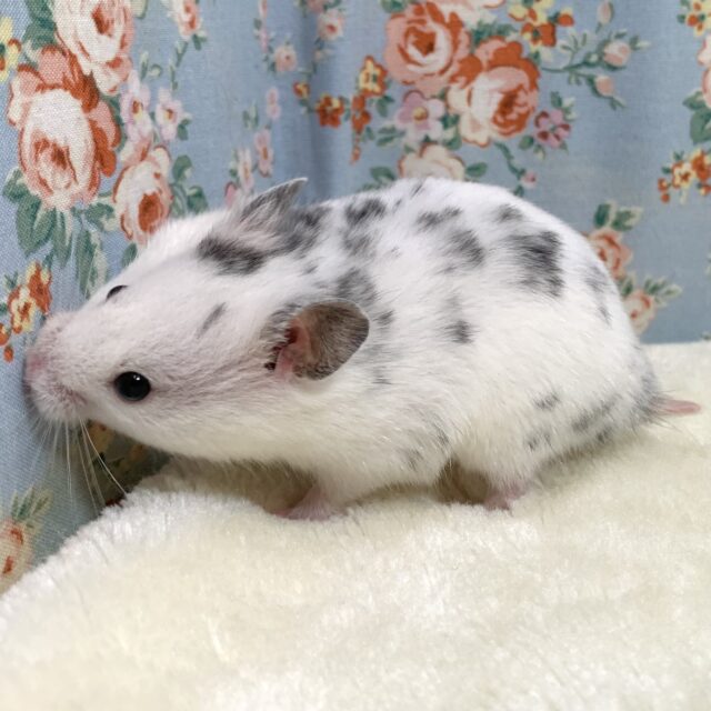 ゴールデンハムスター