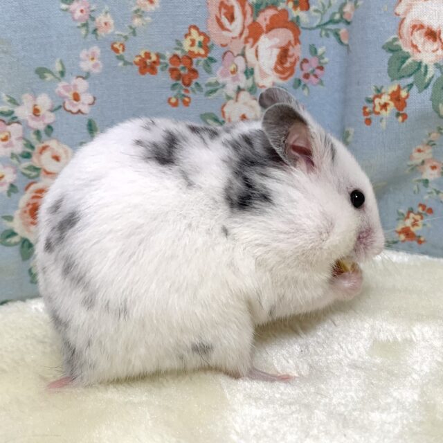 ゴールデンハムスター