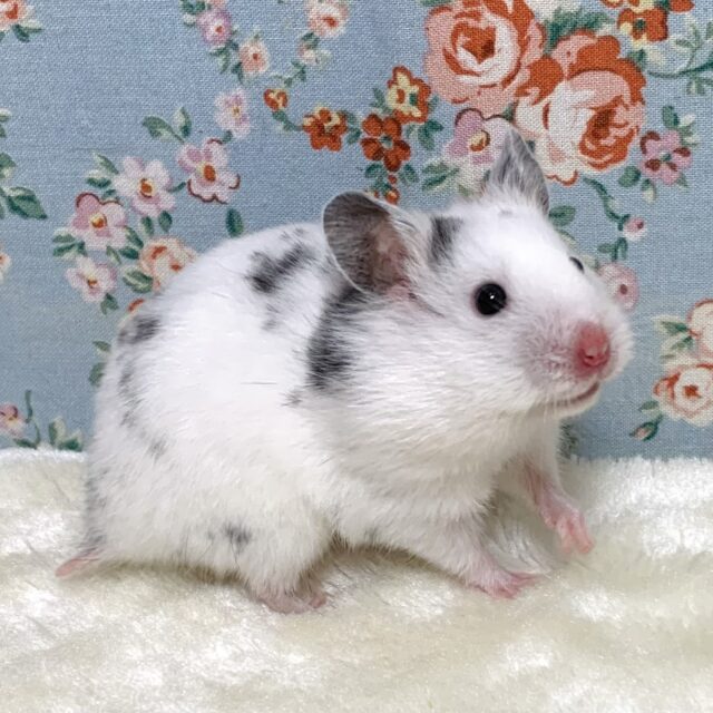 ゴールデンハムスター