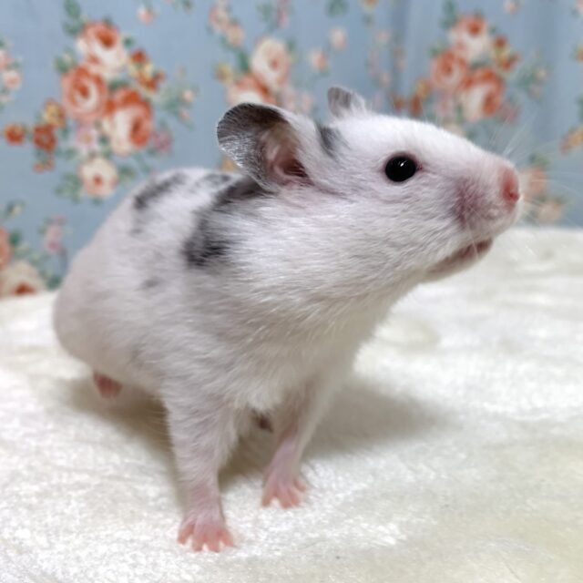 ゴールデンハムスター