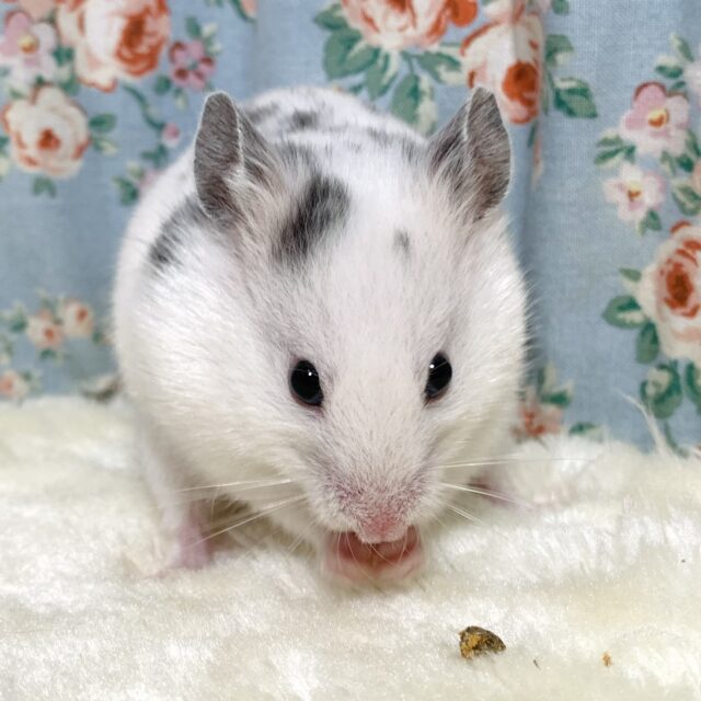 ゴールデンハムスター