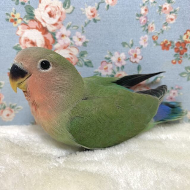 コザクラインコ（小桜インコ）