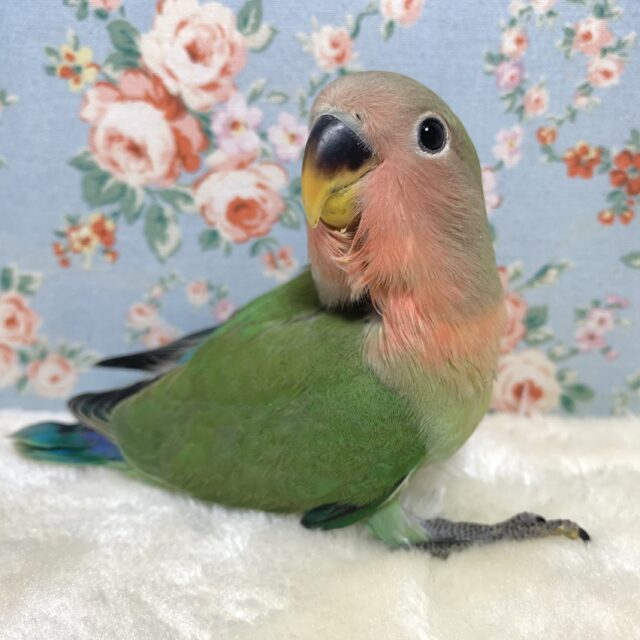 コザクラインコ ノーマル 🍎🌿 コザクラインコ(小桜インコ)