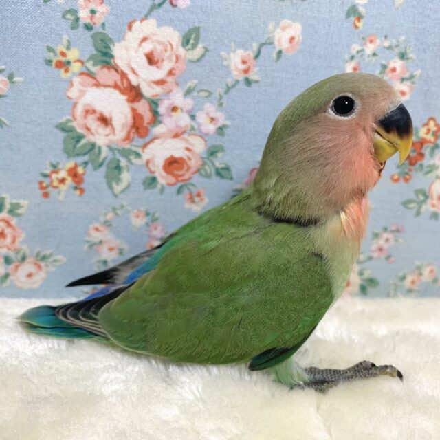 コザクラインコ（小桜インコ）