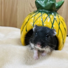 おやつ大好き♡ブラックジャンガリアン（女の子）