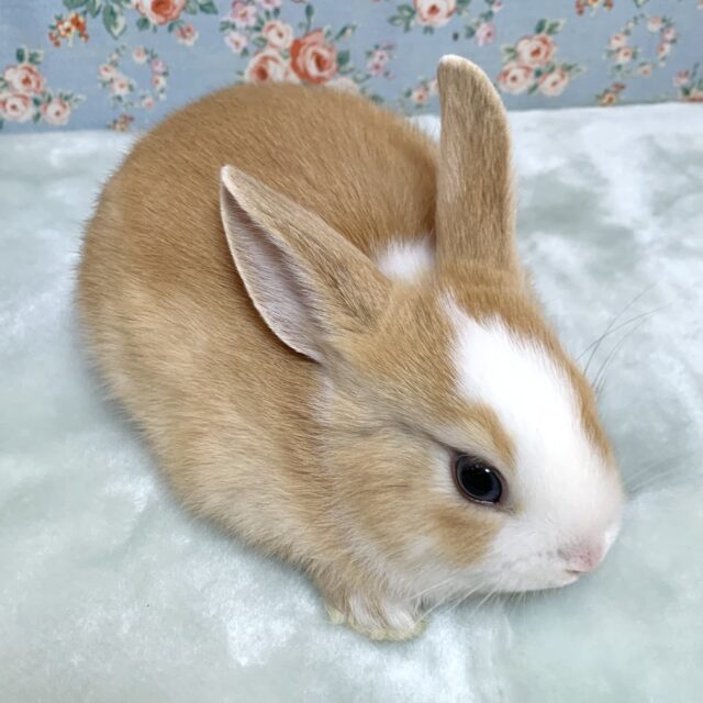 ミニウサギ