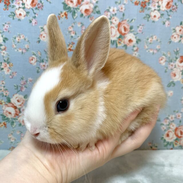 ミニウサギ