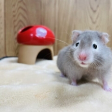 可愛すぎて一目惚れ間違いなし♡セーブルハムスター（女の子）