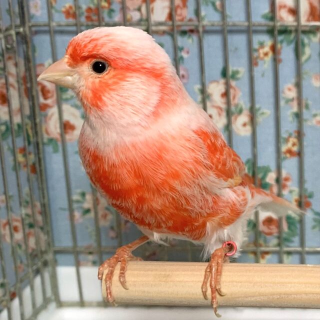 赤カナリア×デモフィックカナリア