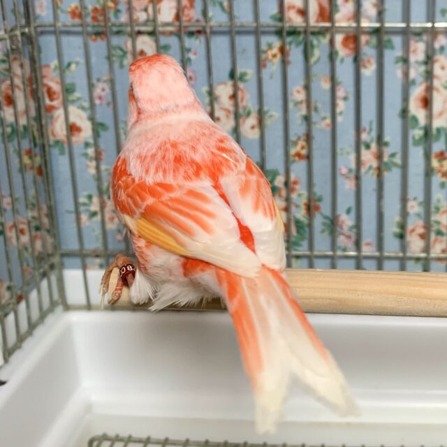 赤カナリア×デモフィックカナリア