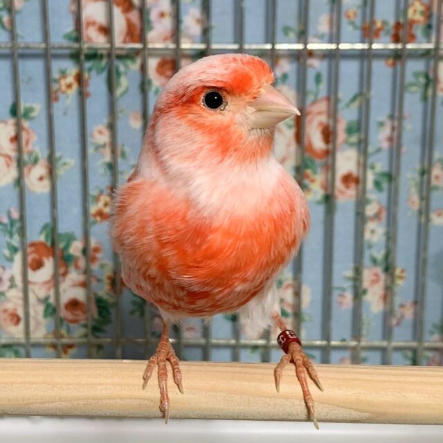 赤カナリア×デモフィックカナリア