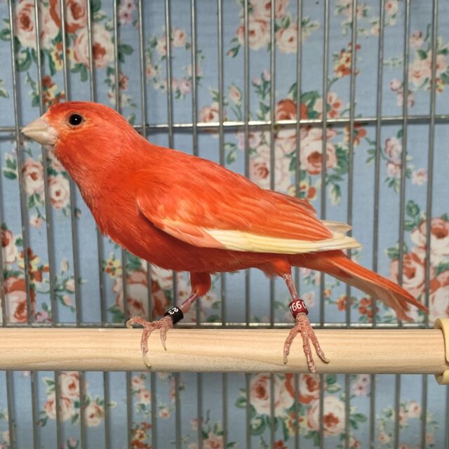 赤カナリア×デモフィックカナリア