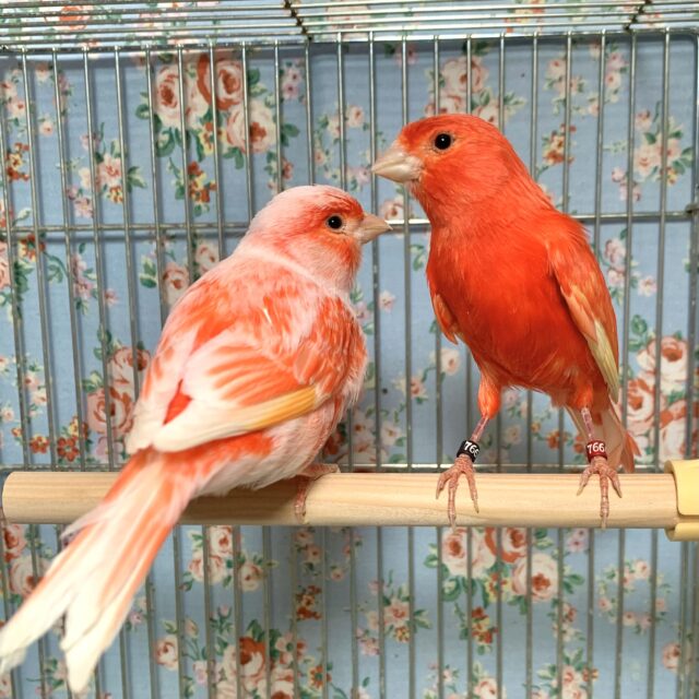 赤カナリア×デモフィックカナリア