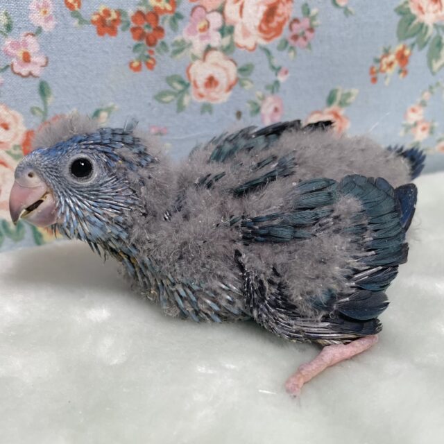 サザナミインコ コバルト 💙。・:+°。★ サザナミインコ