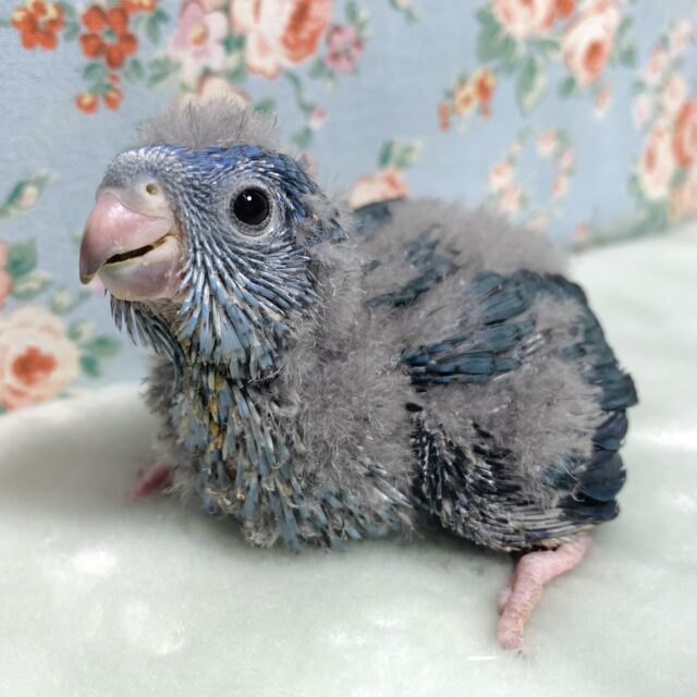 サザナミインコ