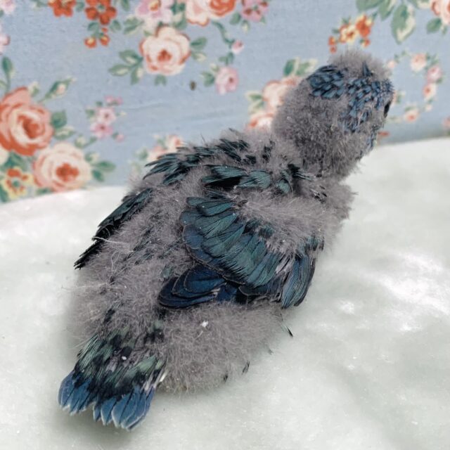 サザナミインコ