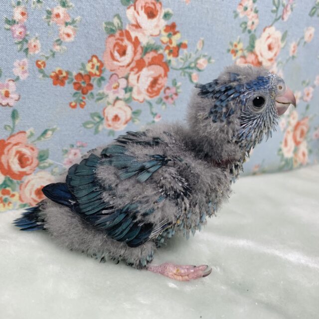 サザナミインコ