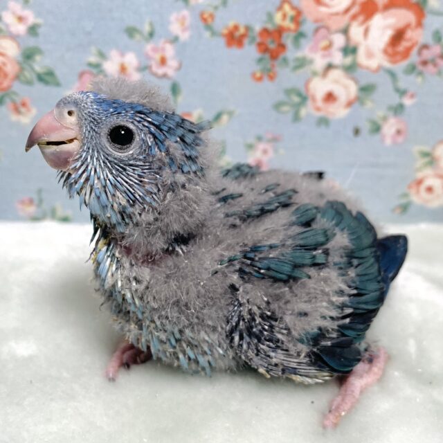 サザナミインコ