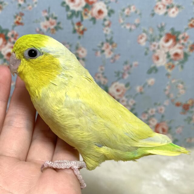 マメルリハ アメリカンイエロー 男の子 🌼💙 マメルリハ