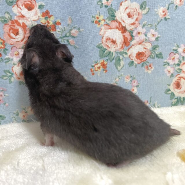 ゴールデンハムスター