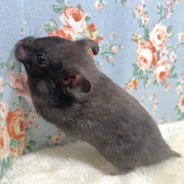 ゴールデンハムスター
