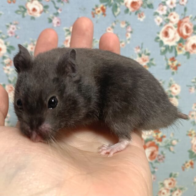 ゴールデンハムスター