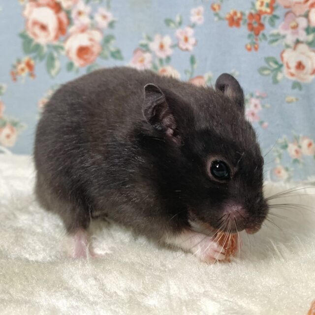 ゴールデンハムスター