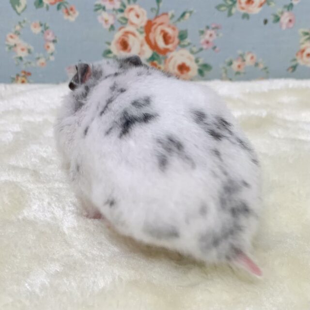 ゴールデンハムスター