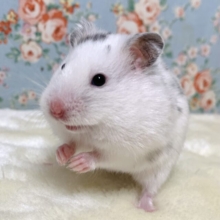 ダルメシアンハムスター  女の子  🤍🖤