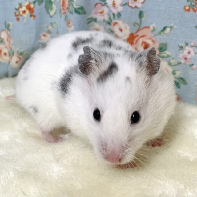 ゴールデンハムスター