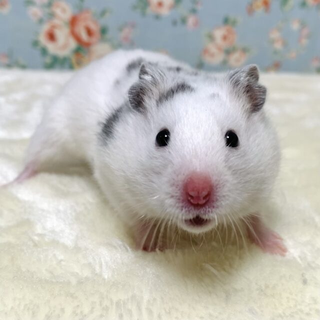 ゴールデンハムスター