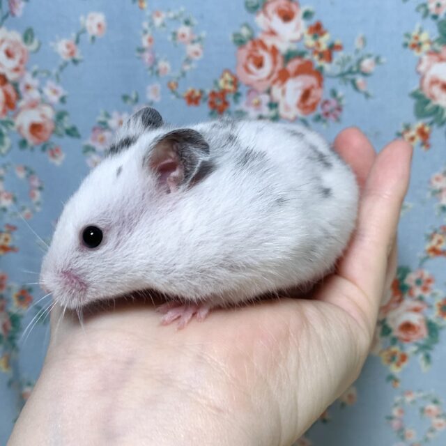 ゴールデンハムスター