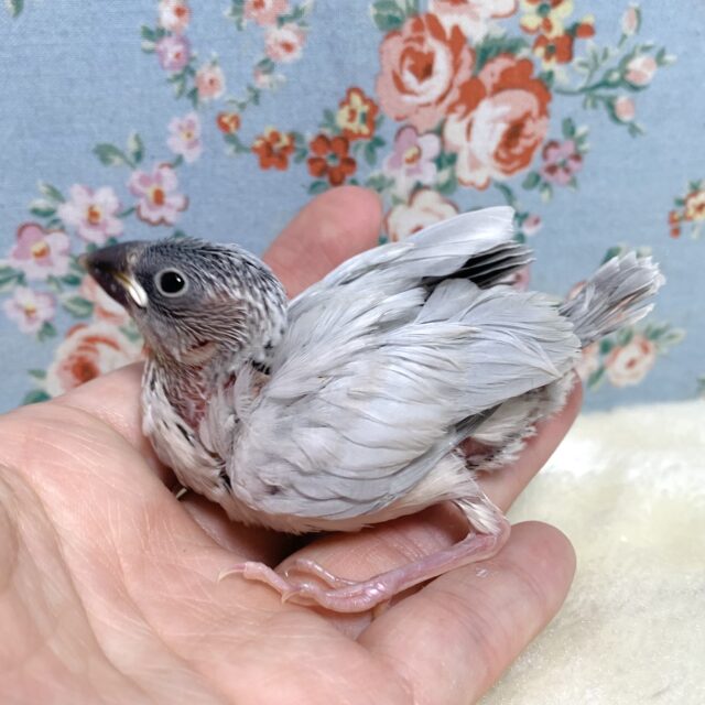 シルバー文鳥