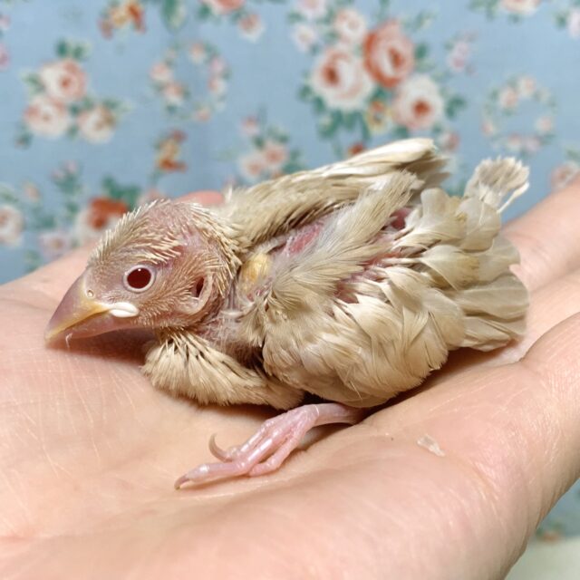 シナモン文鳥 🤎🍎.*・゚ シナモン文鳥