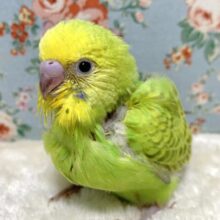 セキセイインコ  オパーリンシナモン ‪ 🤎💛🧡