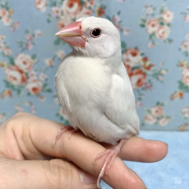 白文鳥