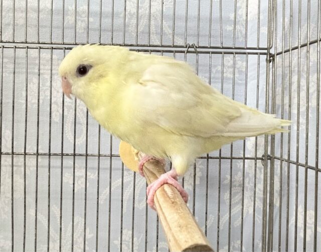 サザナミインコ