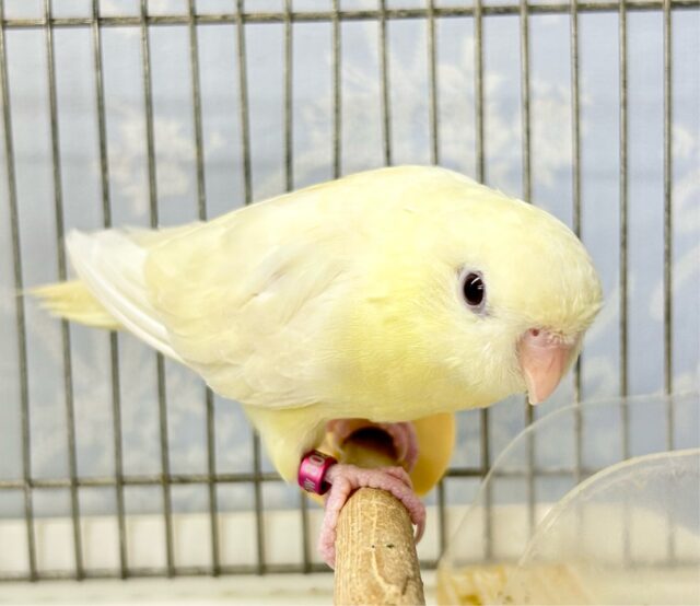 サザナミインコ