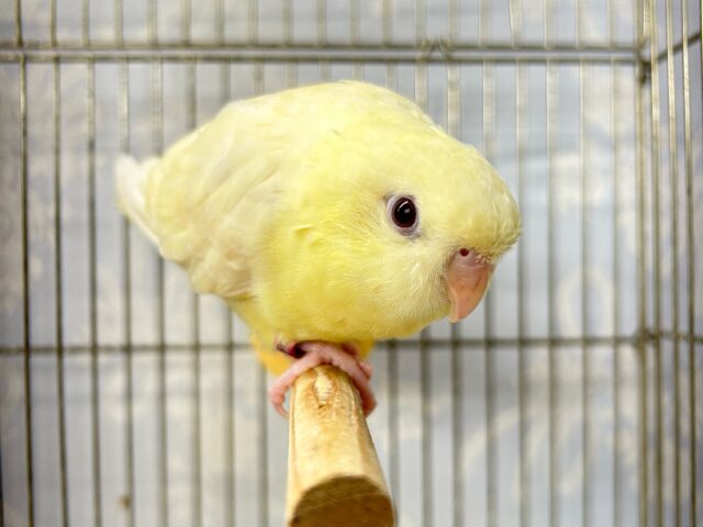 サザナミインコ