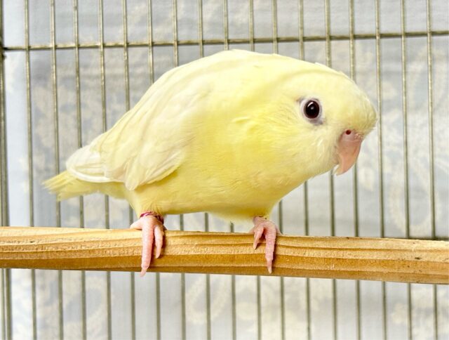 サザナミインコ