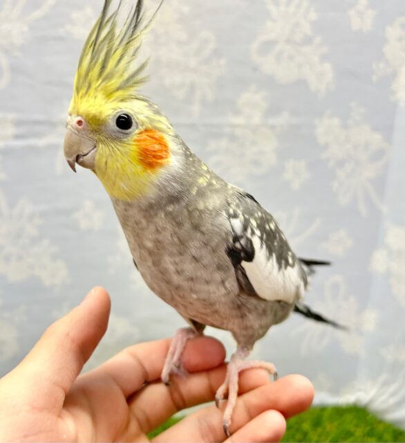 オカメインコ