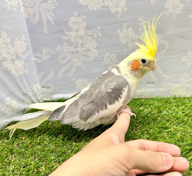 オカメインコ