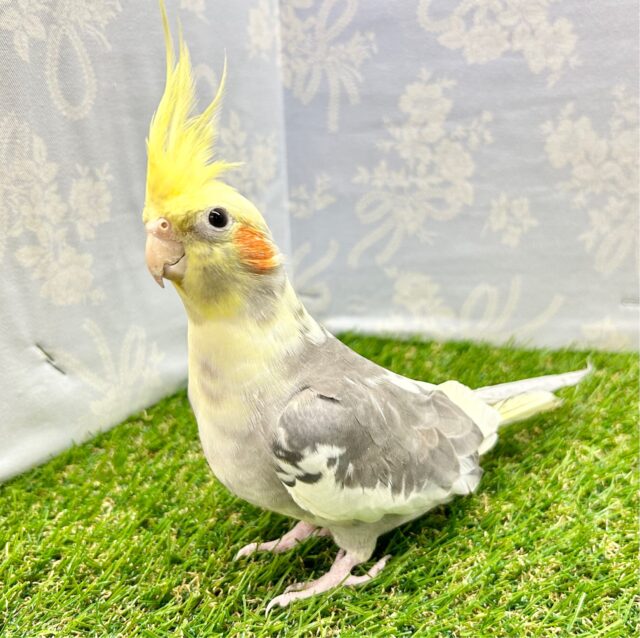 オカメインコ