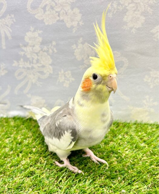 定番人気❗️オカメインコ (パイド) 2023年3月生まれ