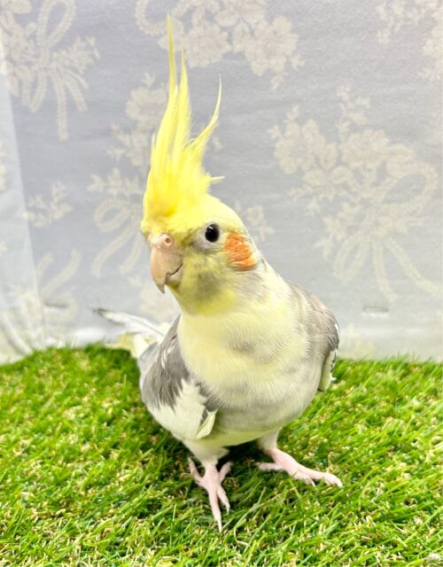 オカメインコ