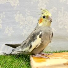 安心サイズ💛オカメインコ(ノーマル) 2023年3月生まれ