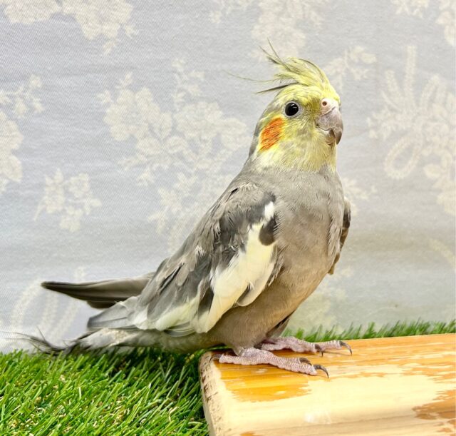 安心サイズ💛オカメインコ(ノーマル) 2023年3月生まれ