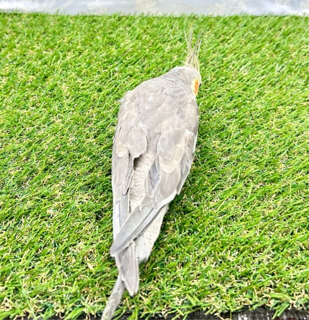 安心サイズ💛オカメインコ(ノーマル) 2023年3月生まれ オカメインコ