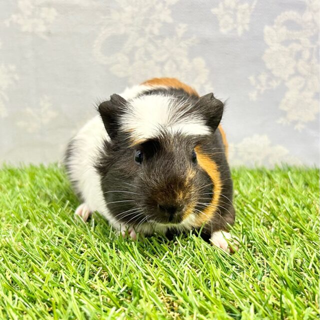 クレステッドモルモット